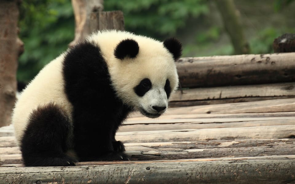 A giant panda sitting on wooden logs at the Chengdu Research Base of Giant Panda Breeding