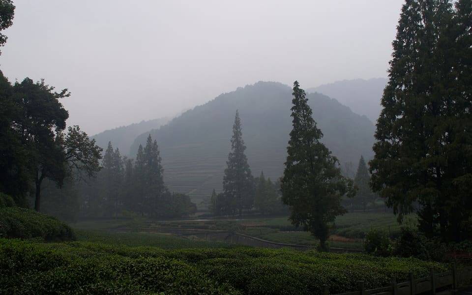 Rows of Dragon Well tea bushes covering misty hills in Hangzhou's western tea country